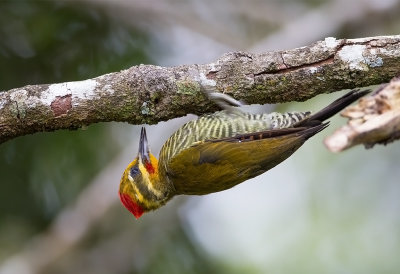 Yellow (or white) Browed Woodpecker
