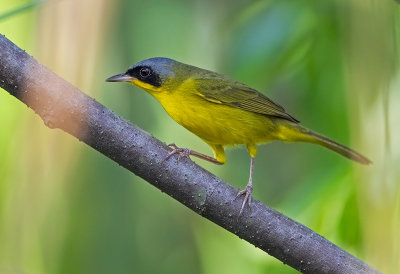 Masked Yellowthroat