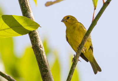 Saffron Finch