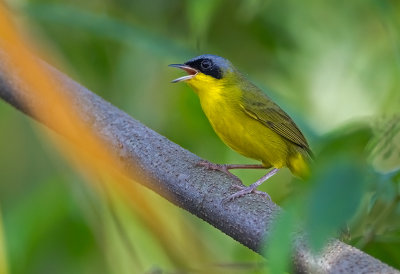 Masked Yellowthroat