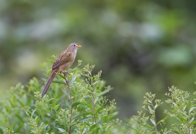 Wedge-tailed Grass-Finch