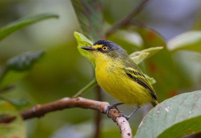 Grey Headed ( or Yellow lord )Tody Flycatcher