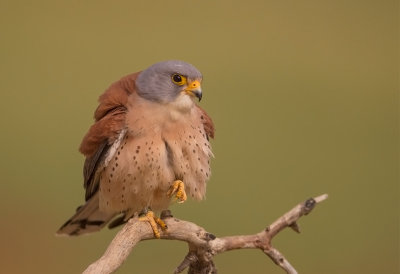 Lesser Kestrel