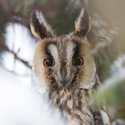 Long-eared Owl