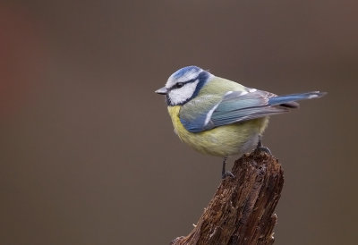 Blue Tit