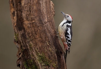 Middle-spotted Woodpecker