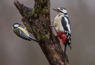 Great-spotted Woodpecker