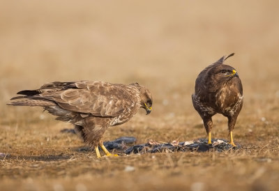 Common Buzzard