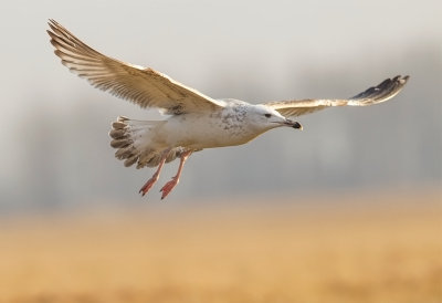 Caspian Gull