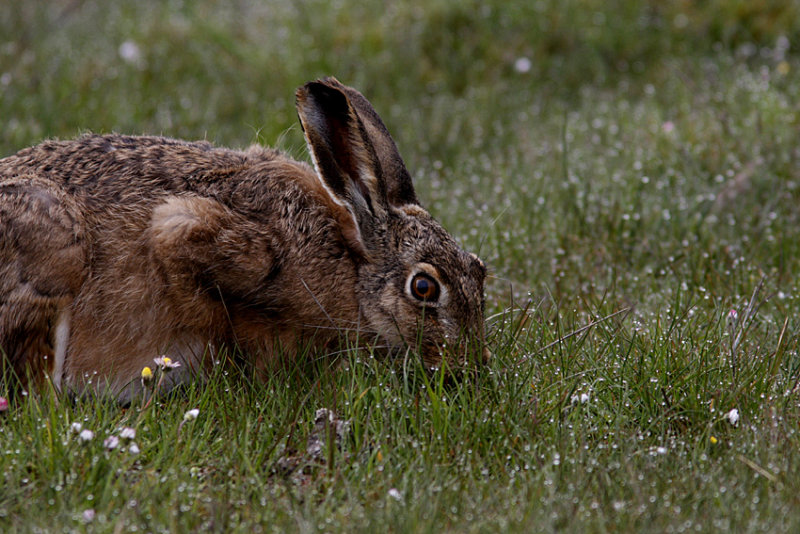  European hare 