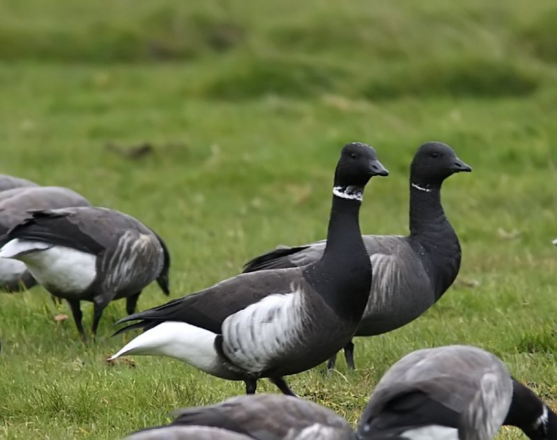 Pacific Brent Goose (Branta bernicla nigricans)land