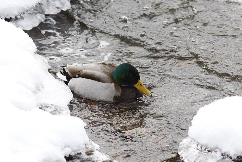 Mallard