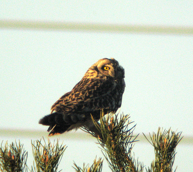 Short-eared owl