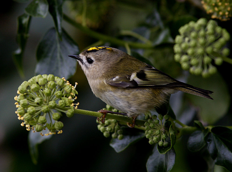 Goldcrest