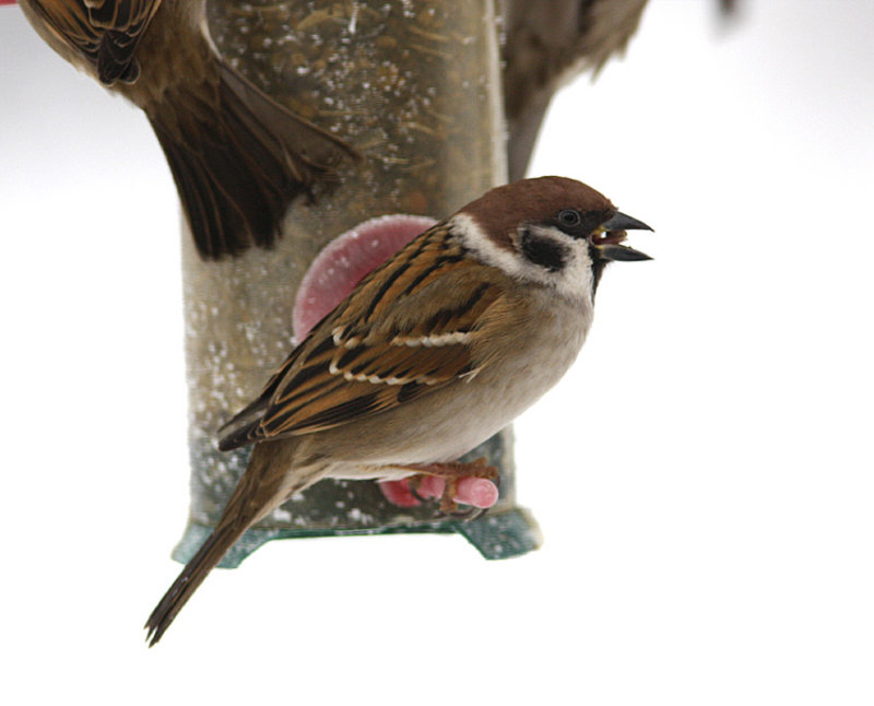 Eurasian tree sparrow