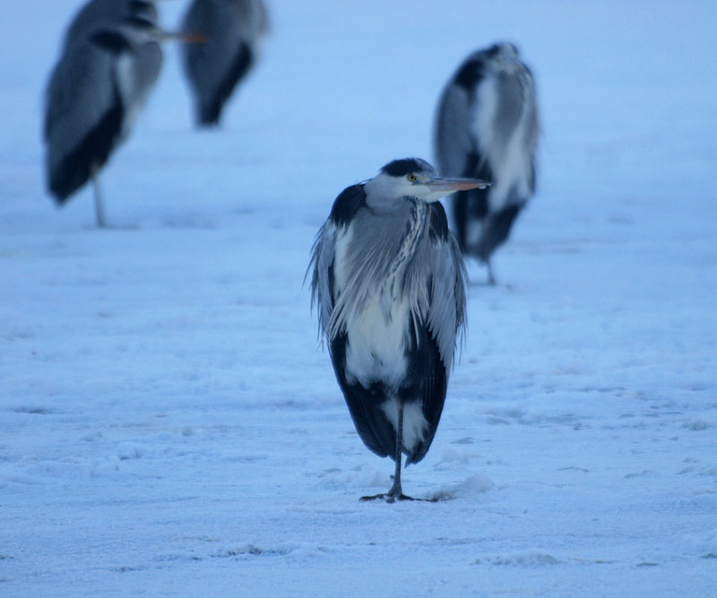 Grey heron