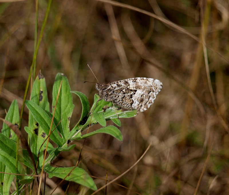 Sandgräsfjäril (Hipparchia semele)