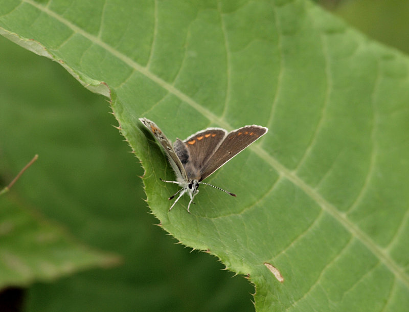 Puktörneblåvinge (Polyommatus icarus)