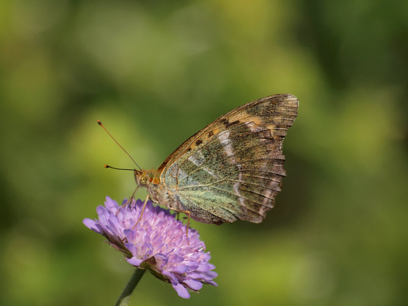 Silverstreckad pärlemorfjäril (Argynnis paphia)