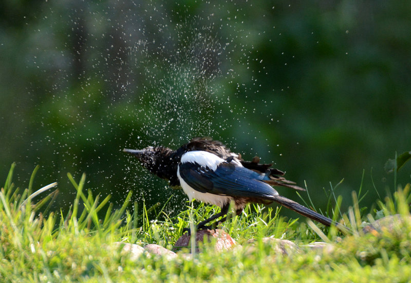 Common magpie