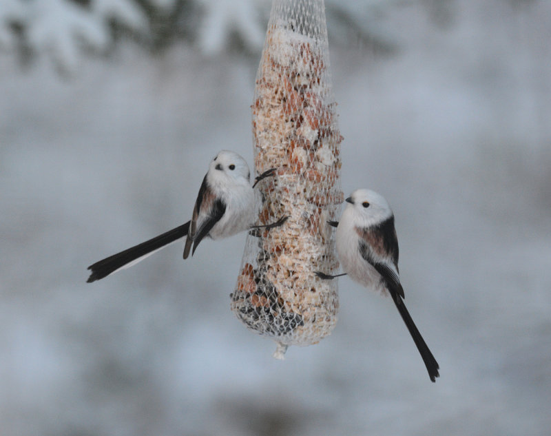 Long-tailed tit