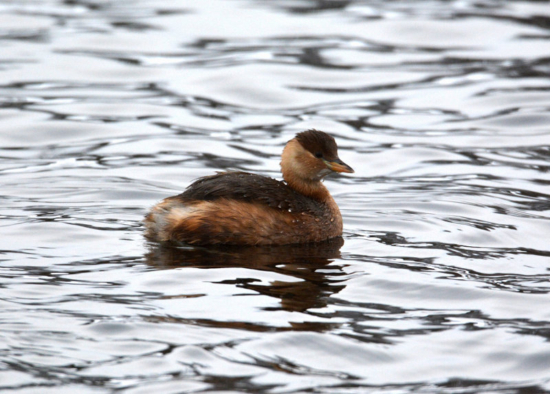 Little grebe