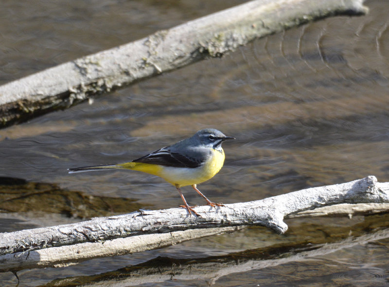 Grey wagtail