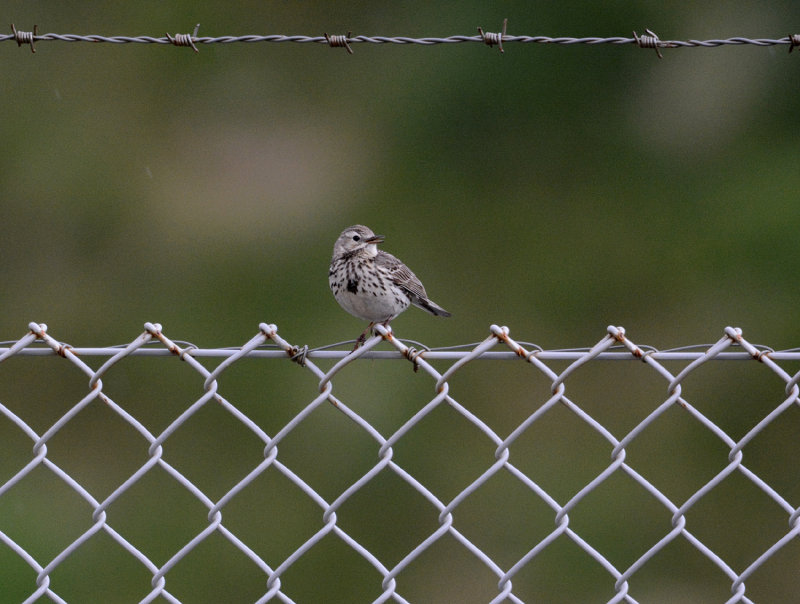 Meadow pipit