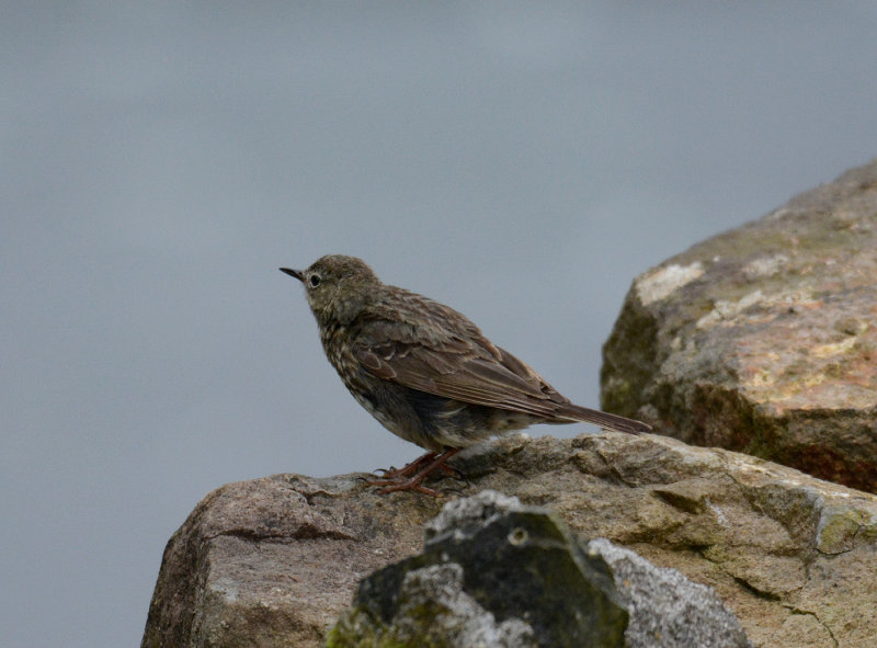 Rock pipit (Kleinschmidti)