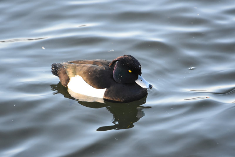 Tufted duck