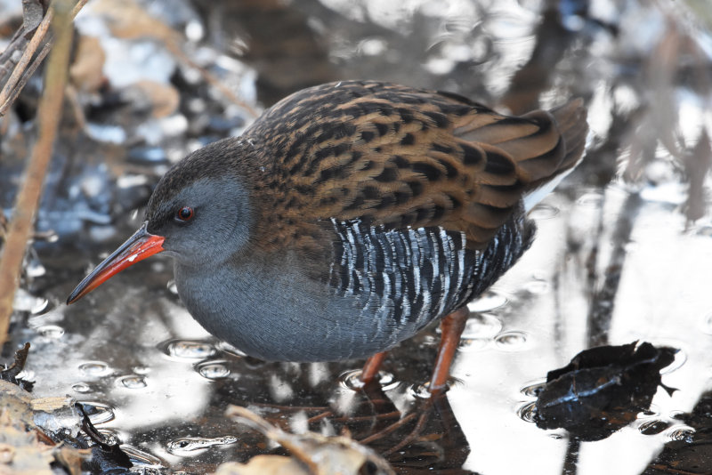 Water rail