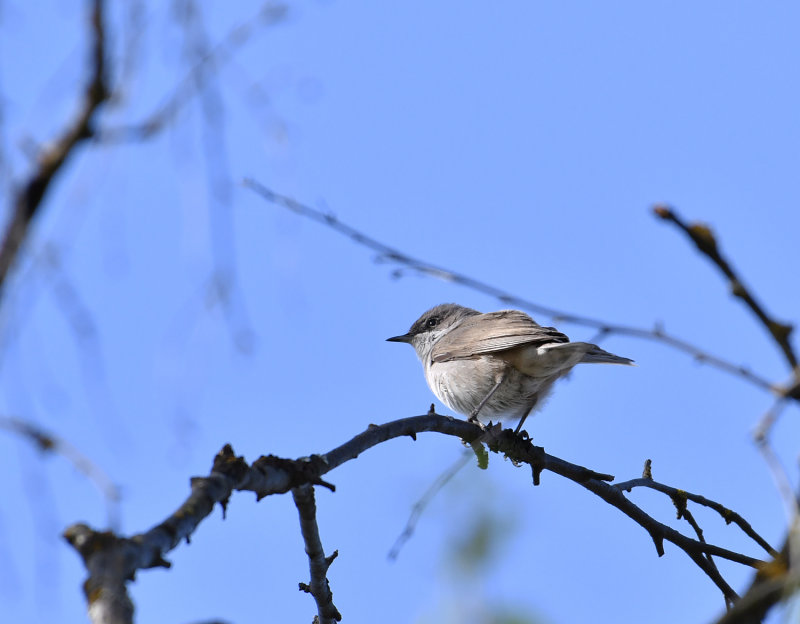 Lesser whitethroat