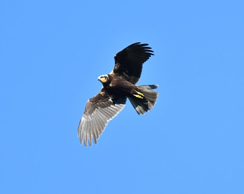 Marsh harrier