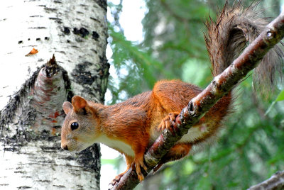 Eurasian red squirrel in summer plumage