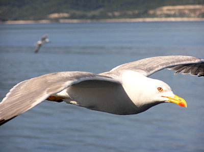 Yellowlegged Gull (Laurus michahellis)Thassos Greece