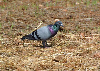 Rock pigeon (Columba livia)Sicily Italy