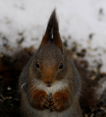 Eurasian red squirrel in winter plumage