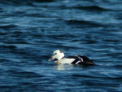 Stellers eider (Polysticta stelleri)Hlsingland