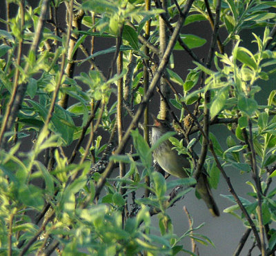 River warbler (Locustella fluviatilis)Dalarna