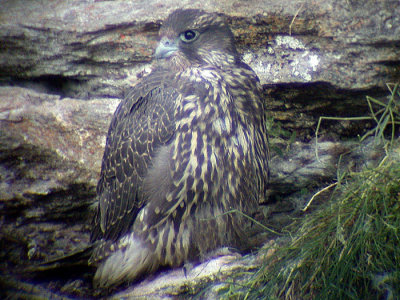 Gyr falcon (Falco rusticolus)Jmtland