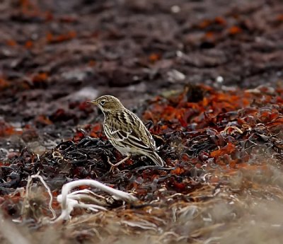 Red-throated pipit (Anthus cervinus)land