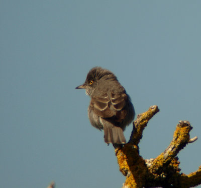 Barred warbler (Sylvia nisoria)land