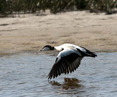 Common eider