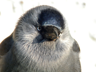 Eurasian jackdaw