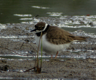 Little ringed plover