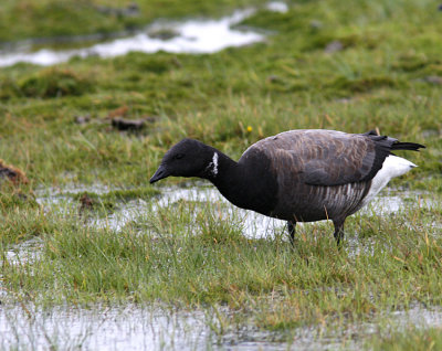 Brent goose