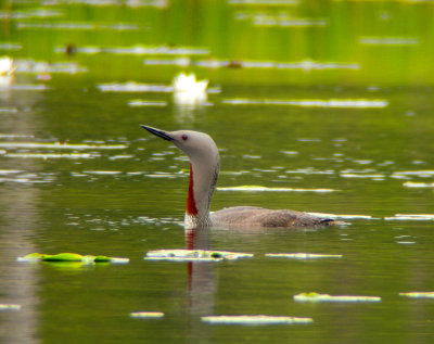 Red-throated loon