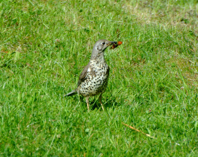 Mistle thrush