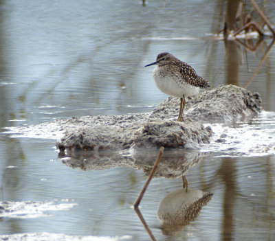 Wood sandpiper