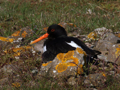 Eurasian oystercatcher